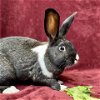 adoptable Rabbit in burlingame, CA named Scuttle