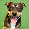 adoptable Dog in burlingame, GA named Charlie