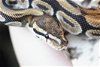 adoptable Snake in burlingame, CA named Remy