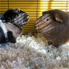 adoptable Guinea Pig in burlingame, CA named Ollie & Hershey