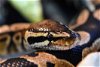 adoptable Snake in burlingame, CA named Charles