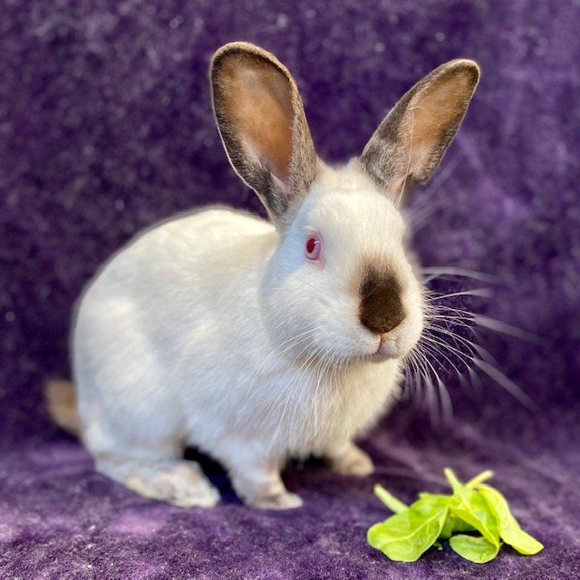 adoptable Rabbit in Burlingame, CA named Calvin