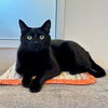 adoptable Cat in Burlingame, CA named Pootsie