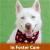 adoptable Dog in burlingame, CA named Thor