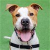 adoptable Dog in burlingame, CA named Rocky