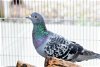 adoptable Bird in burlingame, CA named Soot