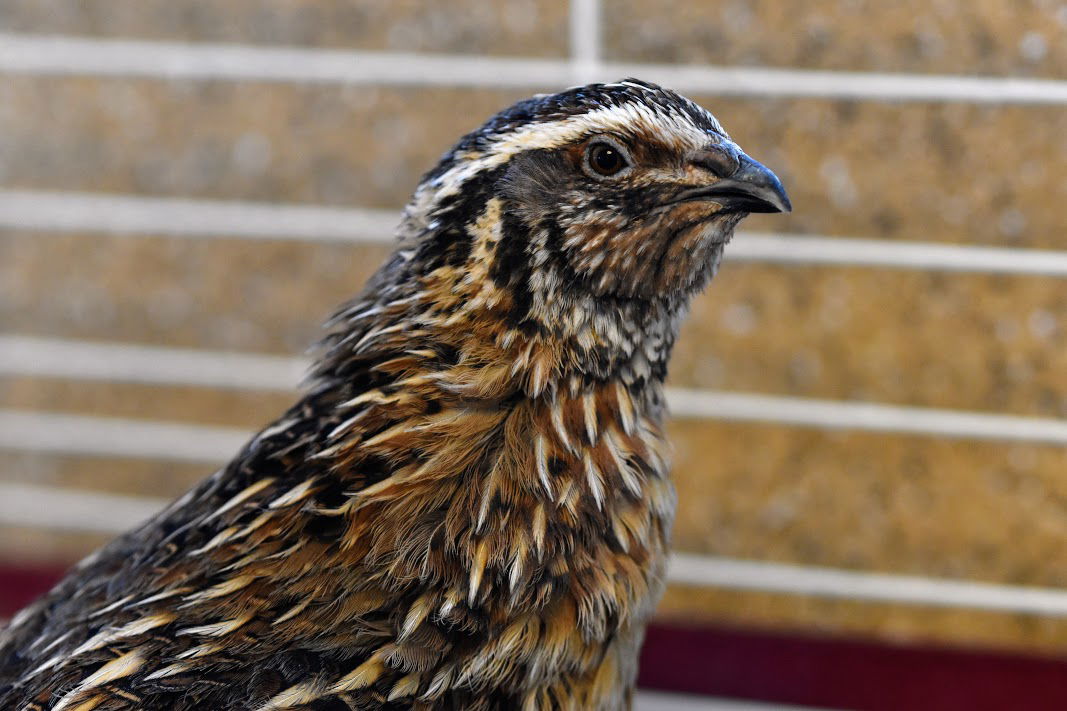 adoptable Bird in Burlingame, CA named Trumpet