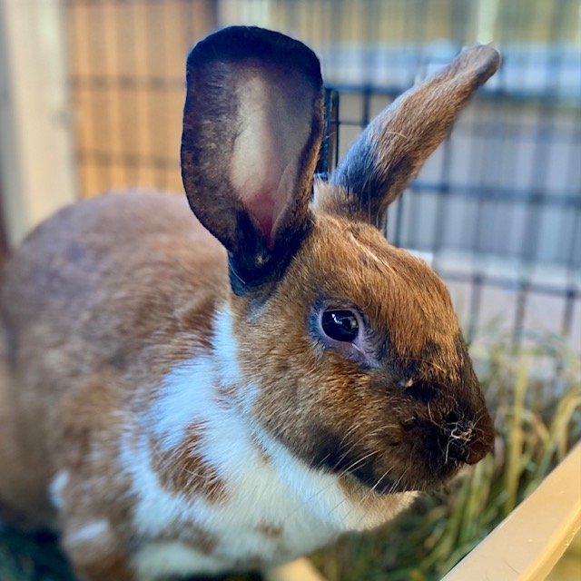 adoptable Rabbit in Burlingame, CA named Monterey