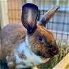 adoptable Rabbit in  named Monterey