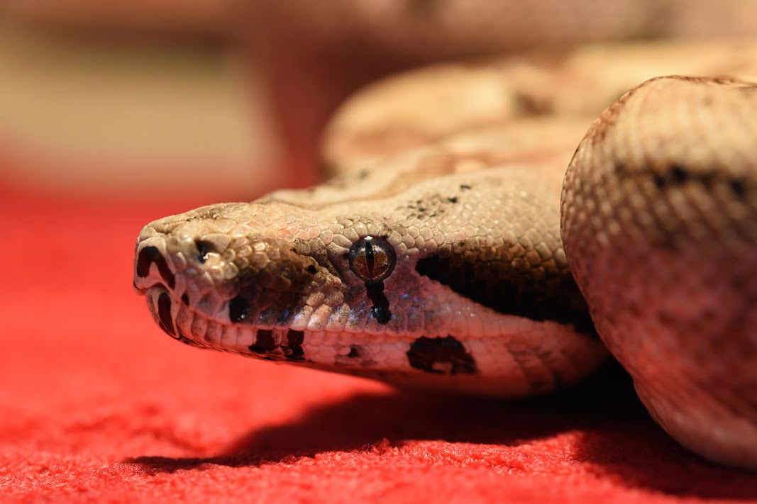 adoptable Snake in Burlingame, CA named Ka