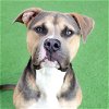 adoptable Dog in burlingame, GA named Dino
