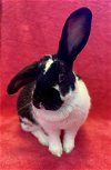 adoptable Rabbit in burlingame, CA named Whiz
