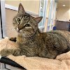 adoptable Cat in burlingame, CA named Honeylux