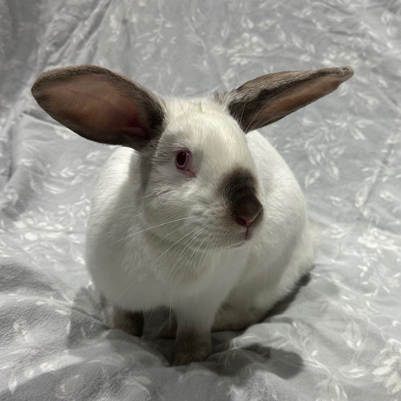 adoptable Rabbit in Burlingame, CA named Burrata