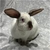 adoptable Rabbit in li, GA named Burrata