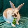 adoptable Rabbit in  named Jack