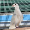 adoptable Bird in burlingame, CA named Hans Gruber