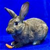 adoptable Rabbit in  named Cheddar