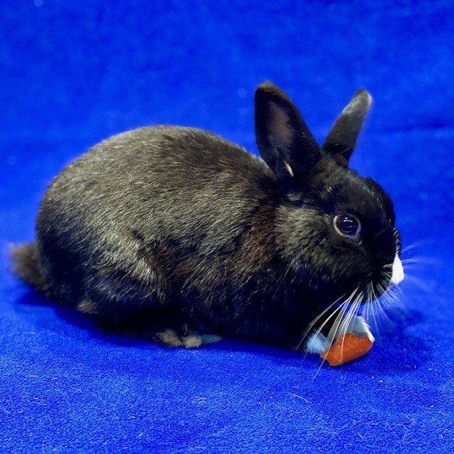 adoptable Rabbit in Burlingame, CA named Dante