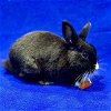 adoptable Rabbit in burlingame, CA named Dante