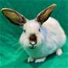 adoptable Rabbit in burlingame, CA named Feta