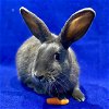 adoptable Rabbit in  named Colby