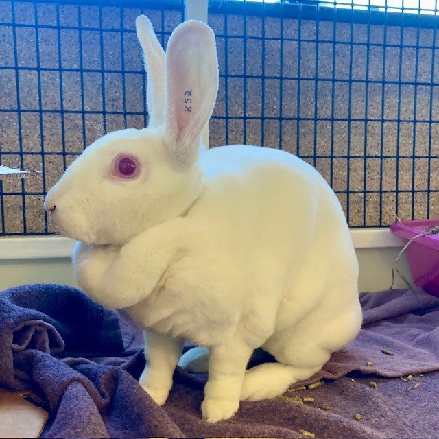 adoptable Rabbit in Burlingame, CA named Blossom