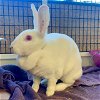 adoptable Rabbit in  named Blossom