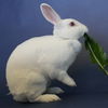 adoptable Rabbit in  named Blossom