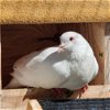 adoptable Bird in burlingame, CA named King
