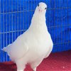 adoptable Bird in burlingame, CA named Jaskier