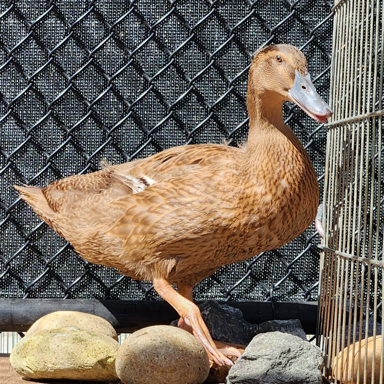 adoptable Duck in Burlingame, CA named Patty