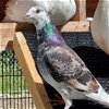 adoptable Bird in burlingame, CA named RuPaul