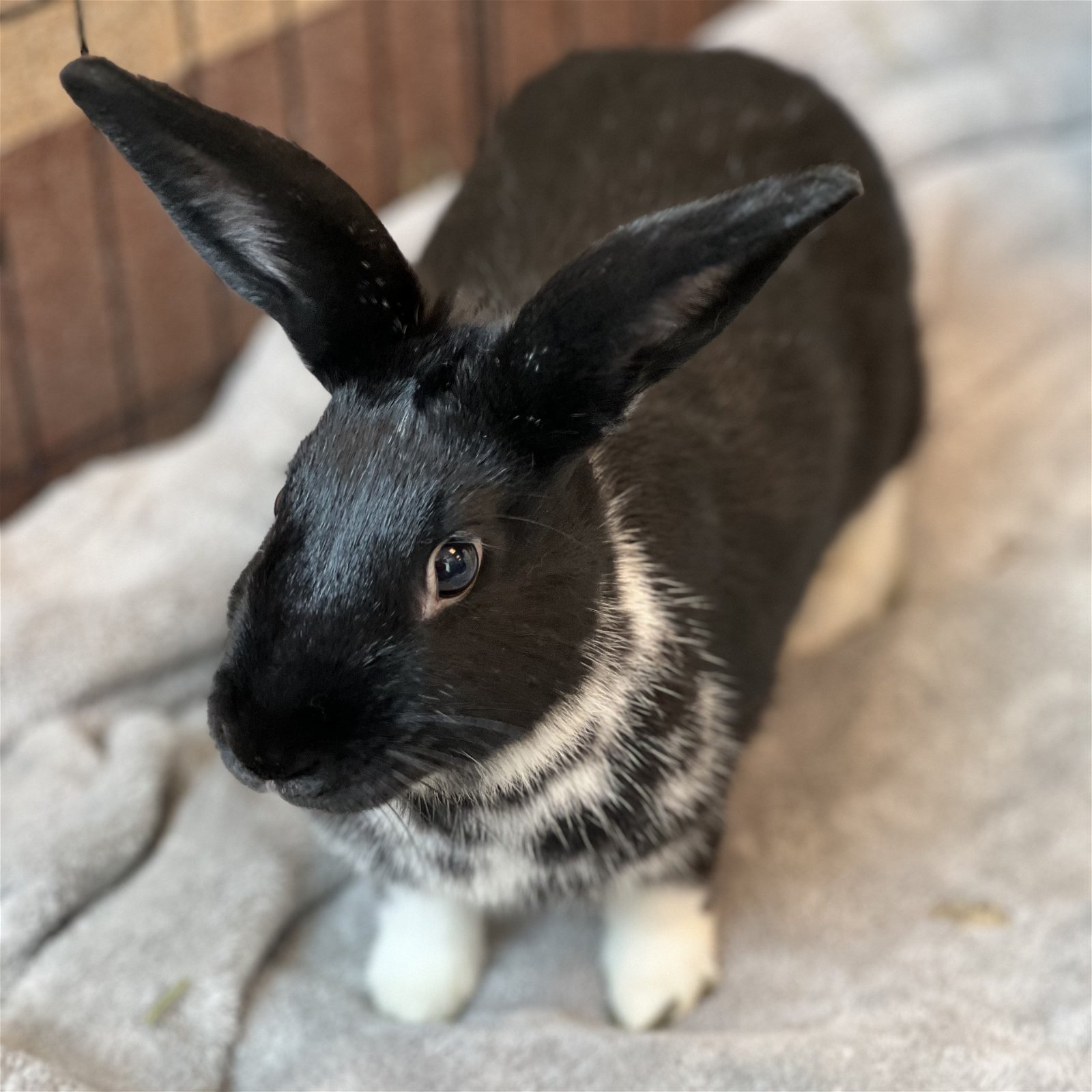 adoptable Rabbit in Burlingame, CA named Mascarpone