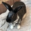 adoptable Rabbit in burlingame, CA named Mascarpone