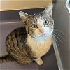 adoptable Cat in burlingame, CA named Mickey