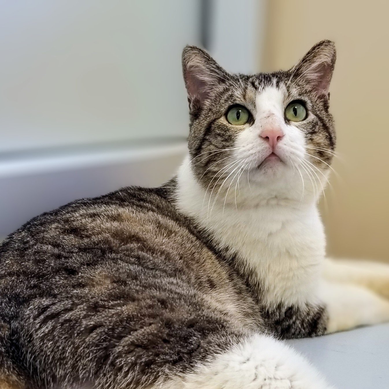 adoptable Cat in Burlingame, CA named Mickey