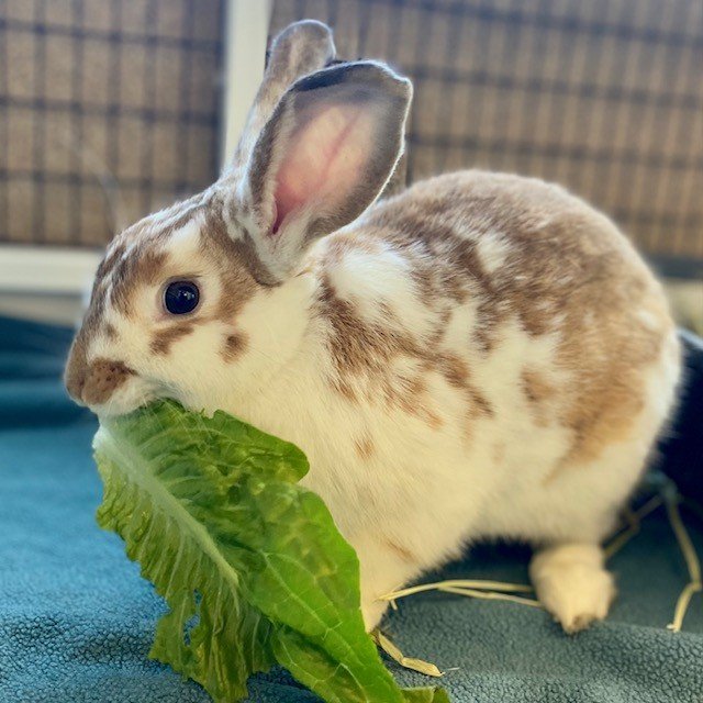 adoptable Rabbit in Burlingame, CA named Fontina