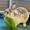 adoptable Rabbit in  named Fontina