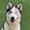 adoptable Dog in burlingame, CA named Halle