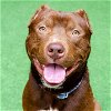 adoptable Dog in burlingame, CA named Hershey