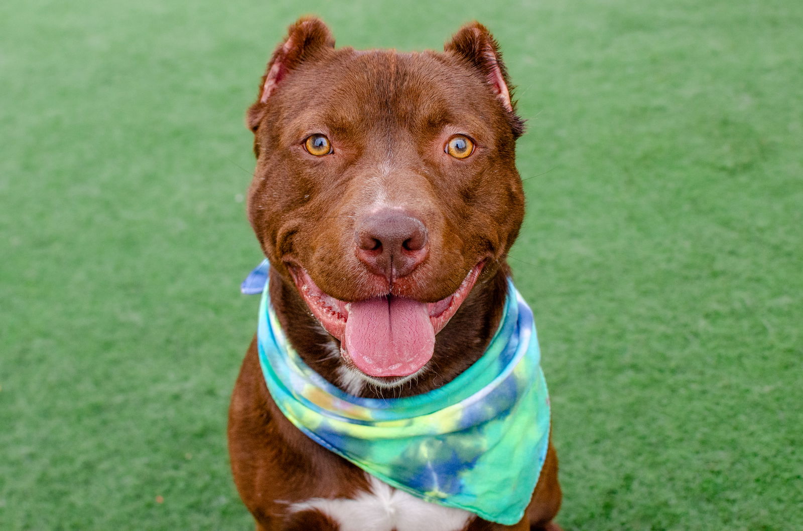 adoptable Dog in Burlingame, CA named Hershey