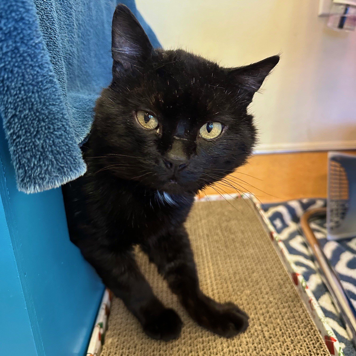 adoptable Cat in Burlingame, CA named Catchup
