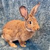 adoptable Rabbit in  named Asiago