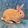 adoptable Rabbit in  named Cotija