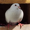 adoptable Bird in burlingame, GA named Dazzle