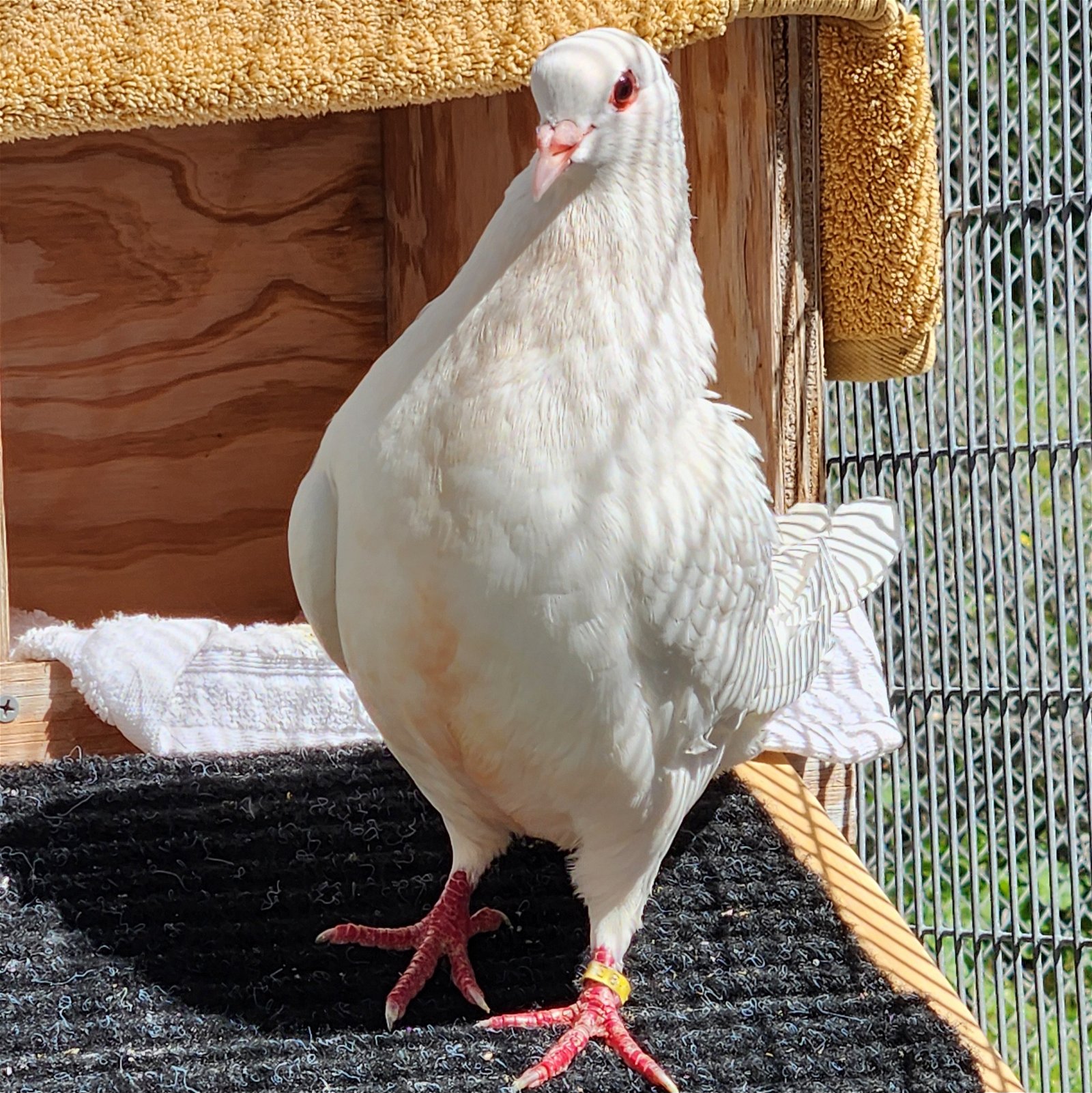 adoptable Bird in Burlingame, CA named Snickers