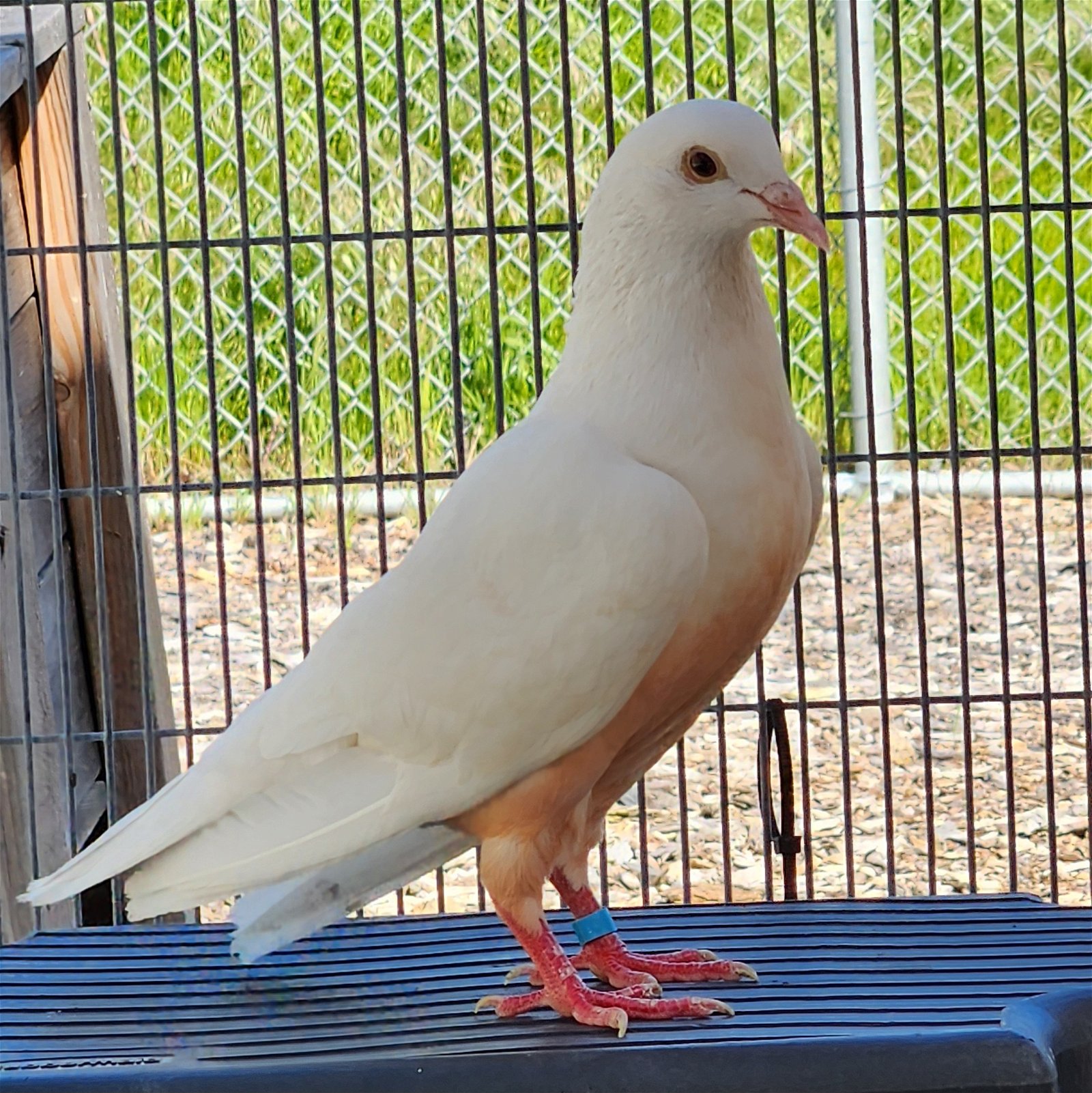 adoptable Bird in Burlingame, CA named Abba Zaba