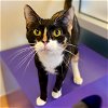 adoptable Cat in burlingame, CA named Violet
