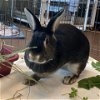 adoptable Rabbit in  named Chana